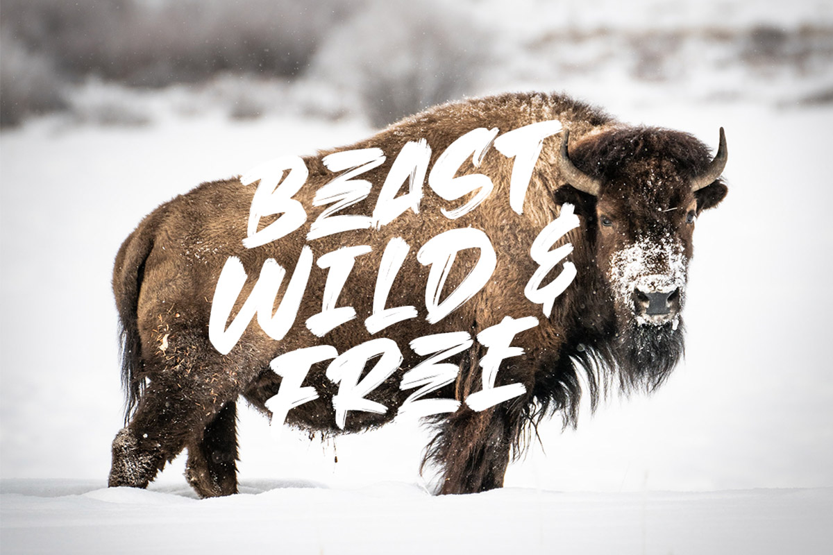 Beast Head Brush Font - Image 5