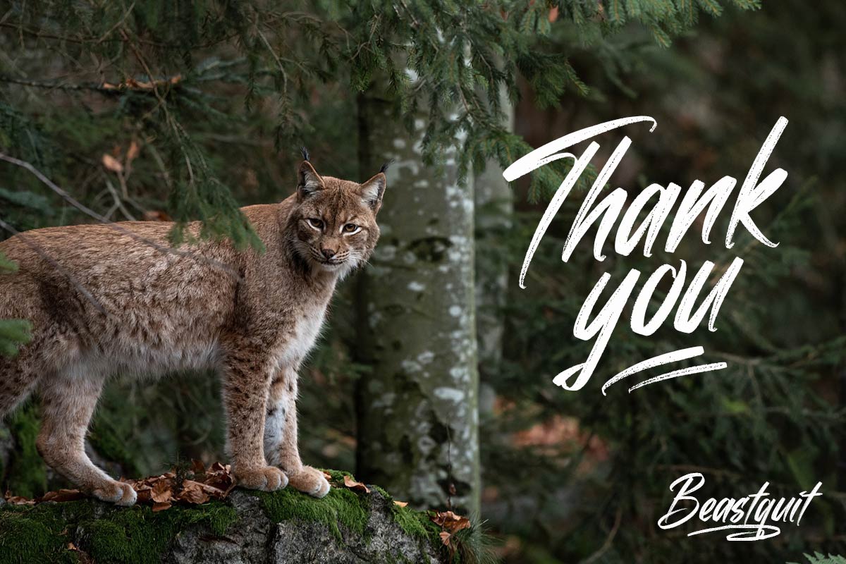 Beastquit Handwritten Font - Image 10