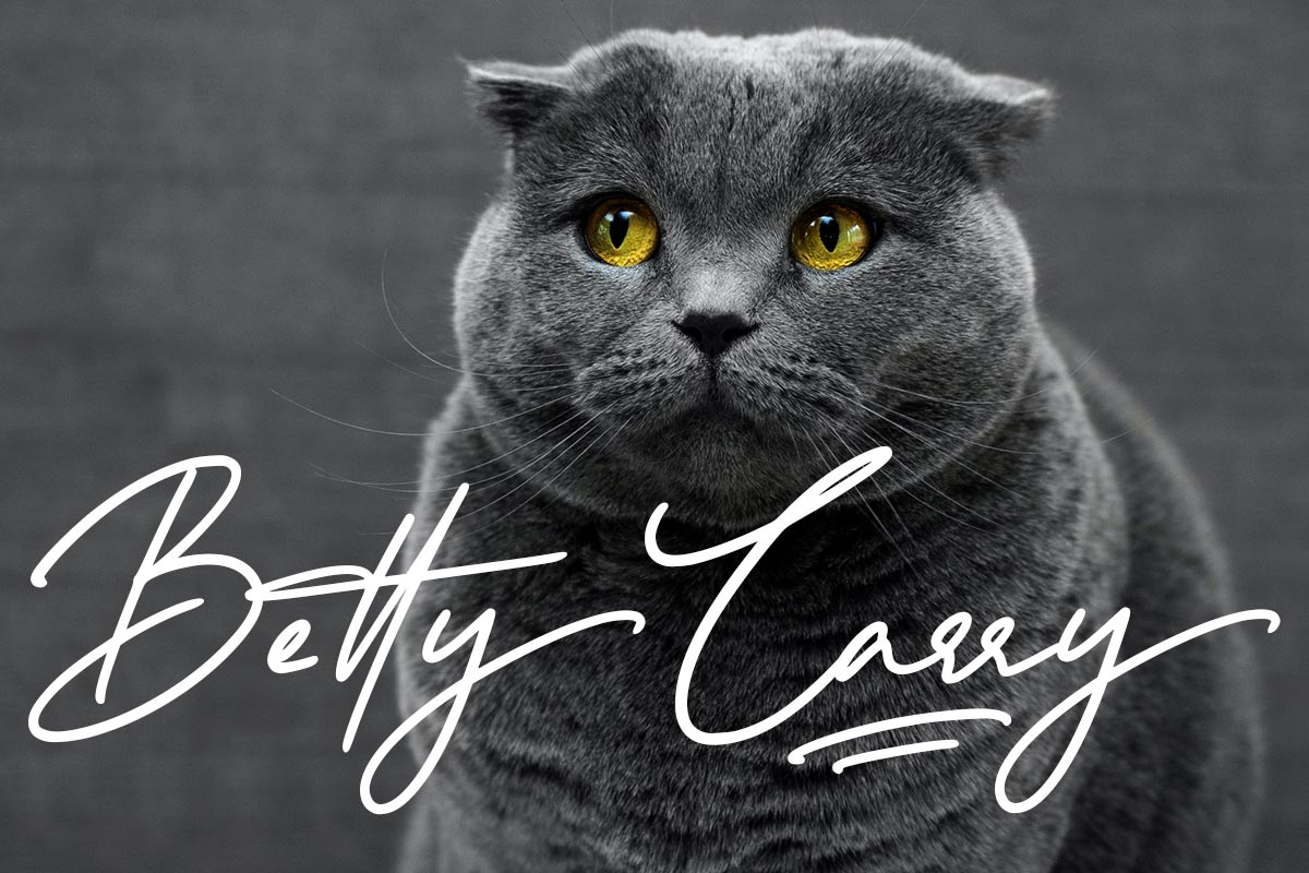 Sweetcatty Signature Font - Image 3