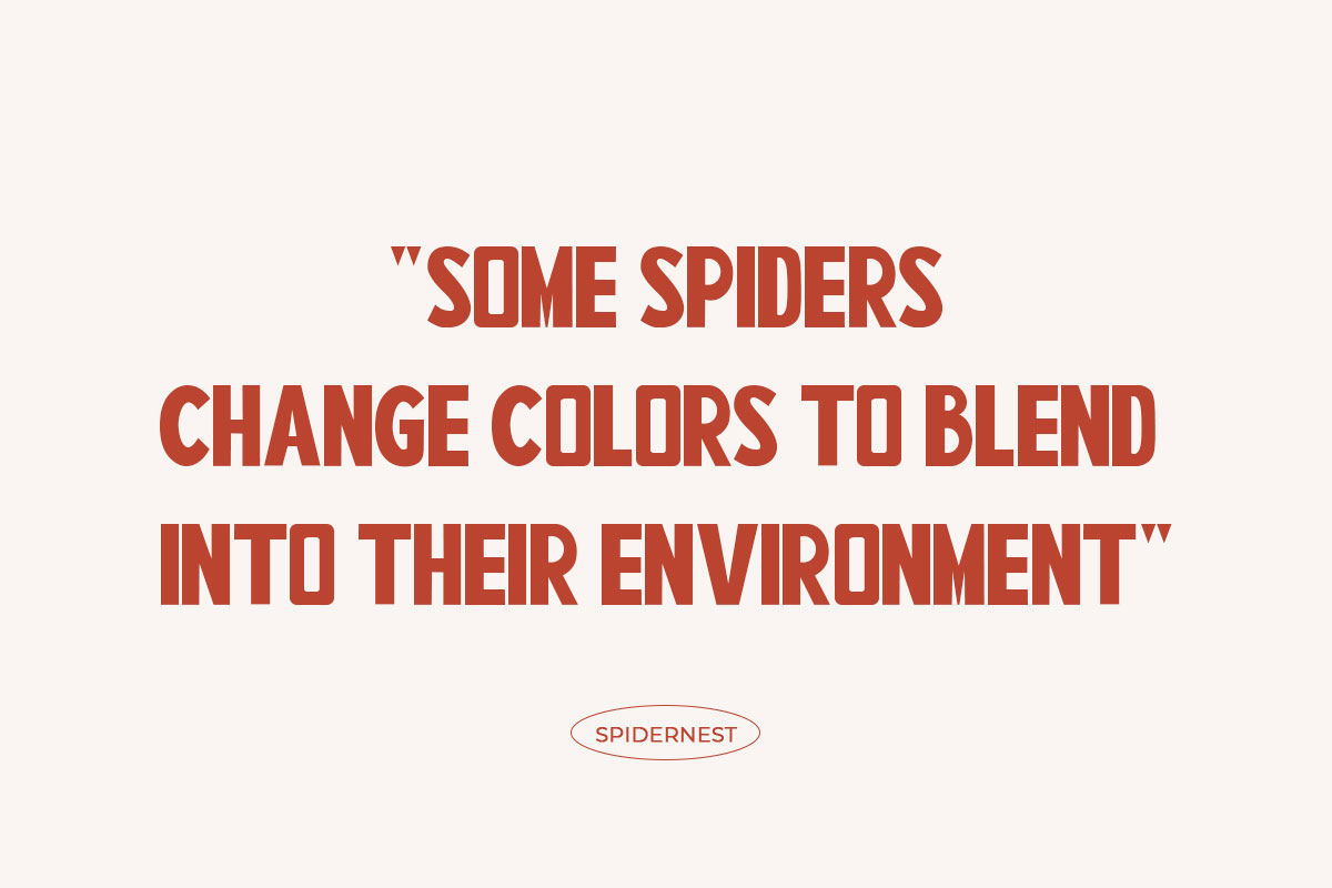 Spidernest Sans Serif Font - Image 4