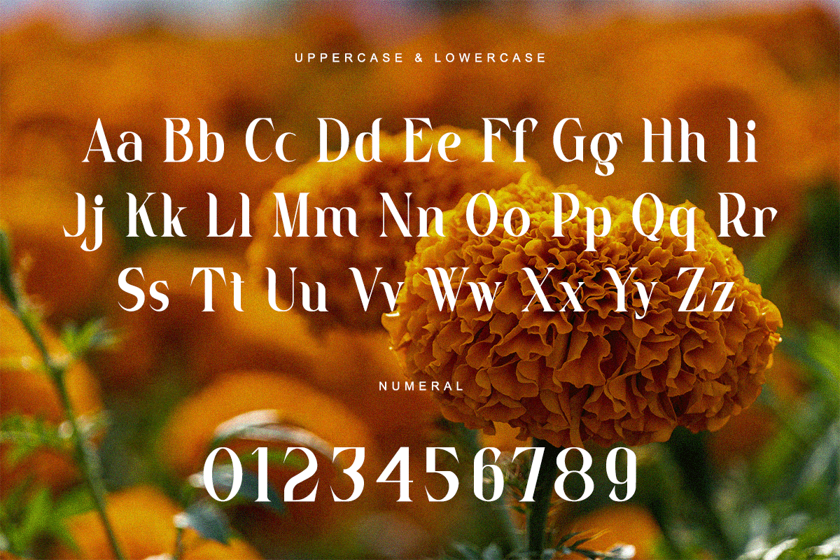 Marigold Classy Serif Font - Image 6