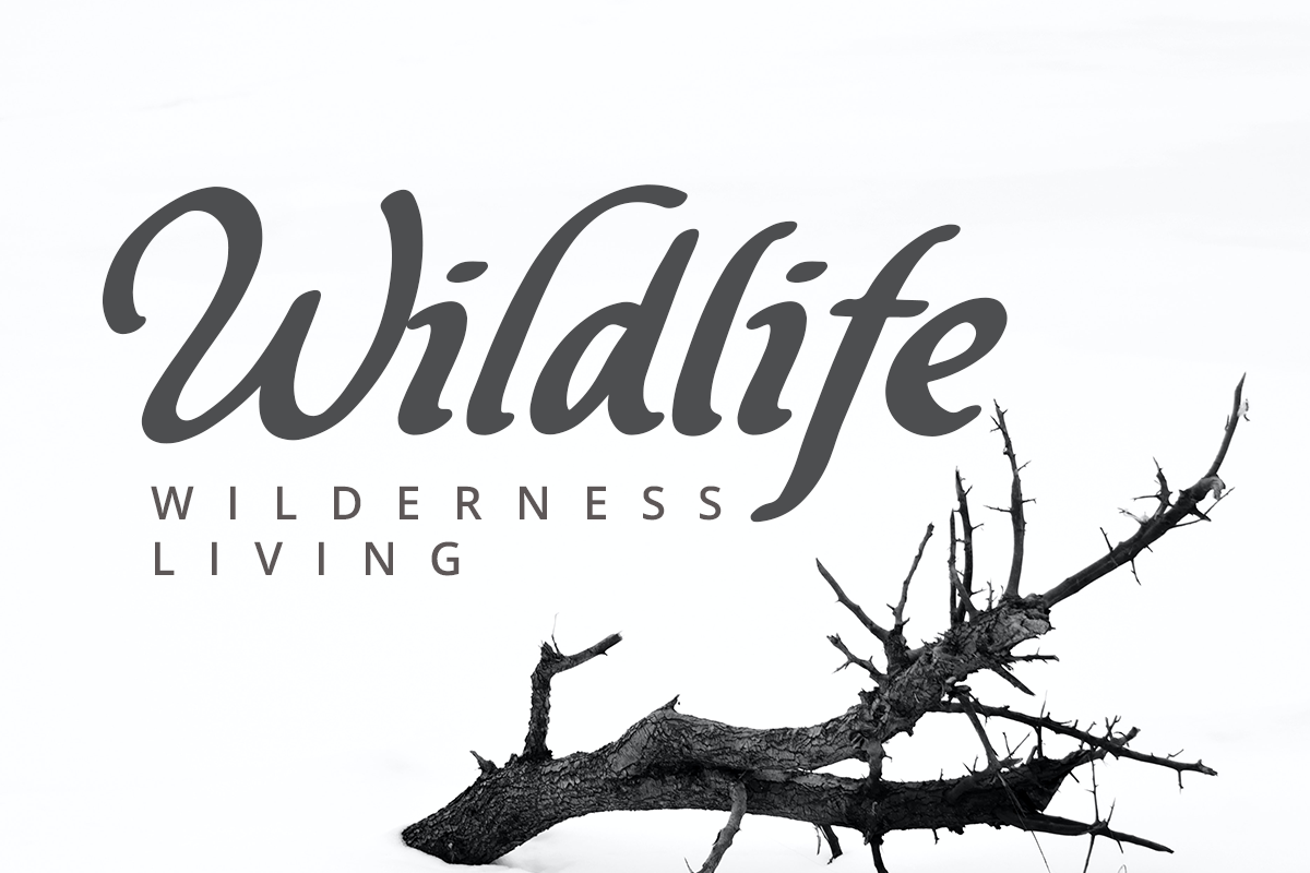 Douglast Modern Script Font - Image 7