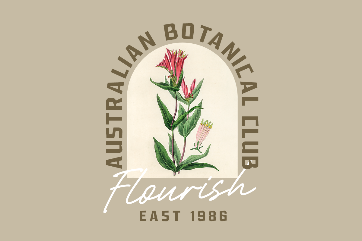 Balista A Modern Display Font Duo - Image 3